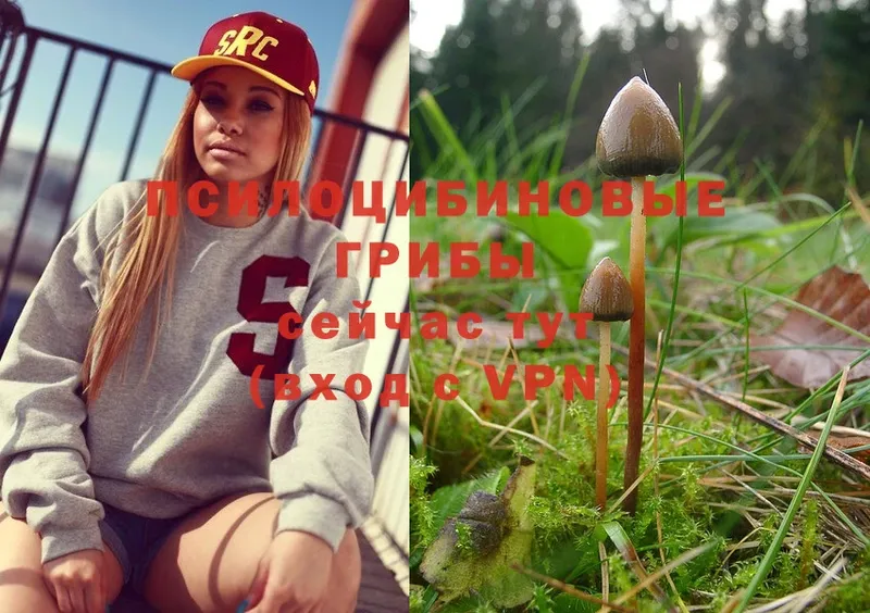 Галлюциногенные грибы Magic Shrooms  как найти   Ардон 